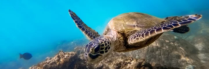 Muurstickers Green sea turtle above coral reef underwater, blue ocean in sunny tropical day © Mariusz Blach