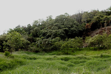 Bosque y selva natural