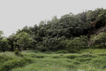 Bosque y selva natural