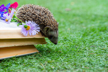 a cute hedgehog crawls from the book