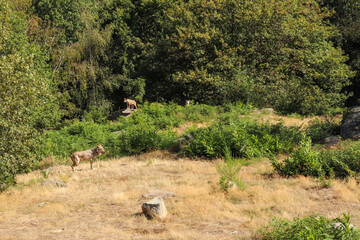 Limousin - Creuse - Loups de Chabrières - Parc animalier