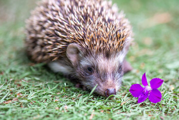 shy hedgehog and small flower in the meadow