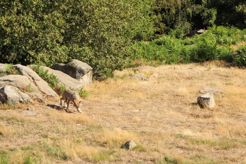 Limousin - Creuse - Monts de Guérêt - Loups de Chabrières