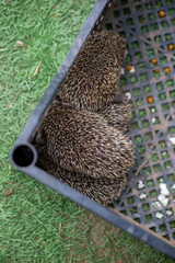 many hedgehogs in the box are sleeping