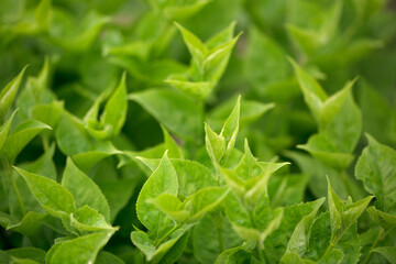 Vigorous green plant close-up with green leaves