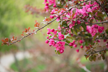 Fototapeta na wymiar Begonia flowers blooming outdoors in spring