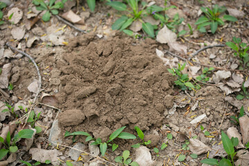 Groundhog digs a hole out of the soil pack