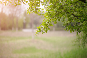 The vibrant environment in the spring park
