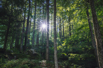 Fototapeta na wymiar Beautiful sun burst and shadows in summer forest around Hallstatt, Austria