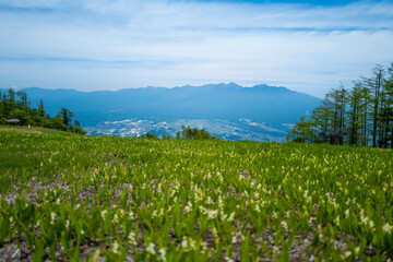 初夏の入笠山の登山道の風景 A scenery of Nyukasa mountain trail in early summer 