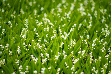 初夏の入笠山の登山道の風景 A scenery of Nyukasa mountain trail in early summer 
