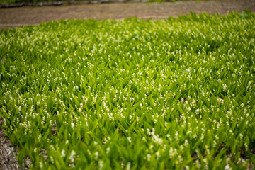 初夏の入笠山の登山道の風景 A scenery of Nyukasa mountain trail in early summer 