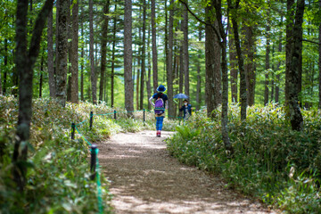 Obraz premium 初夏の入笠山の登山道の風景 A scenery of Nyukasa mountain trail in early summer 