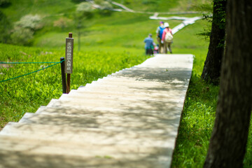 初夏の入笠山の登山道の風景 A scenery of Nyukasa mountain trail in early summer 