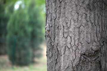 Mottled bark of poplar trunk closeup