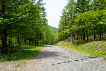 初夏の入笠山の登山道の風景 A scenery of Nyukasa mountain trail in early summer 