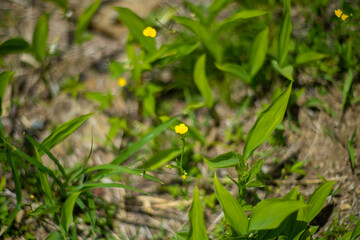 初夏の入笠山の登山道の風景 A scenery of Nyukasa mountain trail in early summer 