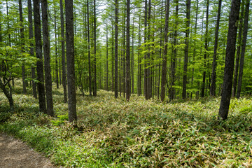 Obraz premium 初夏の入笠山の登山道の風景 A scenery of Nyukasa mountain trail in early summer 