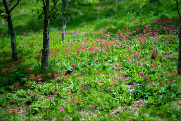 初夏の入笠山の登山道の風景 A scenery of Nyukasa mountain trail in early summer 