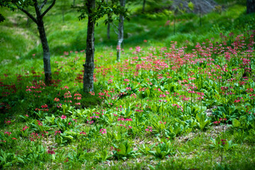 初夏の入笠山の登山道の風景 A scenery of Nyukasa mountain trail in early summer 