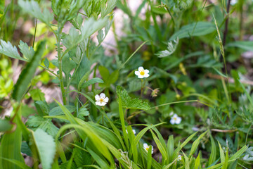 Obraz premium 初夏の入笠山の登山道の風景 A scenery of Nyukasa mountain trail in early summer 