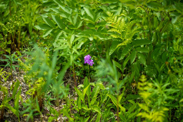 初夏の入笠山の登山道の風景 A scenery of Nyukasa mountain trail in early summer 
