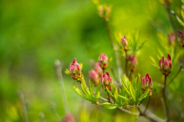 初夏の入笠山の登山道の風景 A scenery of Nyukasa mountain trail in early summer 