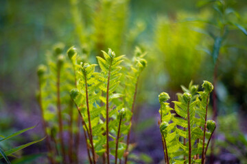 初夏の入笠山の登山道の風景 A scenery of Nyukasa mountain trail in early summer 