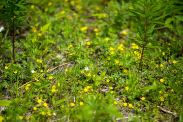 初夏の入笠山の登山道の風景 A scenery of Nyukasa mountain trail in early summer 