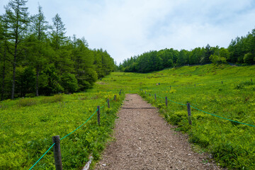 Fototapeta na wymiar 初夏の入笠山の登山道の風景 A scenery of Nyukasa mountain trail in early summer 