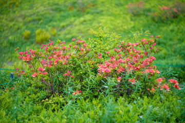 初夏の入笠山の登山道の風景 A scenery of Nyukasa mountain trail in early summer 