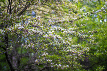 初夏の入笠山の登山道 Nyukasa mountain trail in early summer 