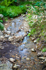 初夏の入笠山の登山道の風景 A scenery of Nyukasa mountain trail in early summer 