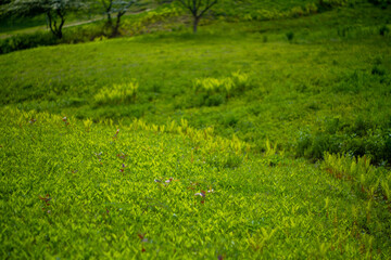 初夏の入笠山の登山道の風景 A scenery of Nyukasa mountain trail in early summer 