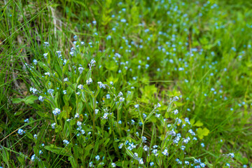 初夏の入笠山の登山道 Nyukasa mountain trail in early summer 