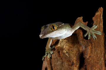 White line gecko on a black background
