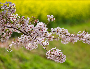 桜の花と菜の花畑