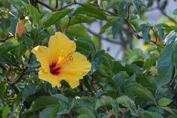 yellow hibiscus flower growing on the plant in summer Hibiscus brackenridgei