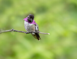 Costas Hummingbird on a perch with green background