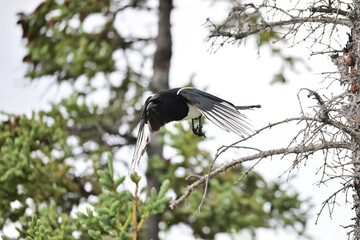 Black-Billed Magpie -  Pica hudsonia