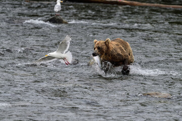 Alaska Grizzly Bear - Ursus arctos gyas