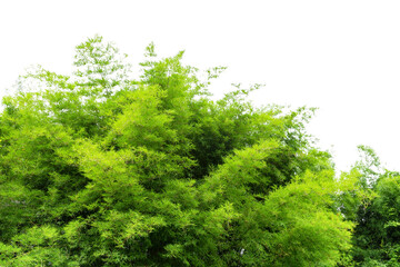 Bamboo branch in bamboo forest,  isolated on a white background.