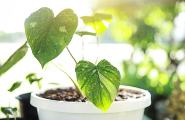 Homalomena Rubescens Variegated plant in pot with water drop in morning time in growing season