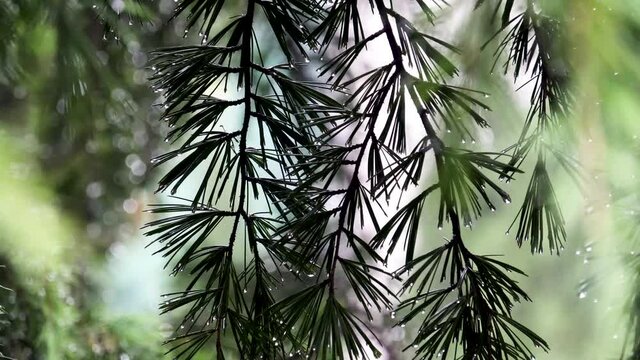 In the rain, the pine branches were full of water