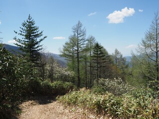 Asama Plateau Rhododendron Garden Festival and Hiking