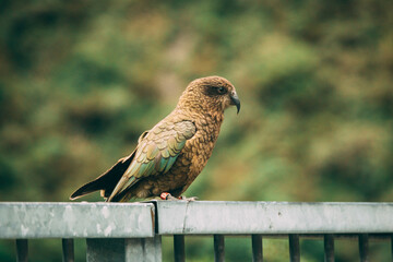Kea
