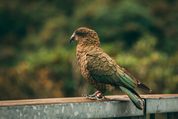 Kea