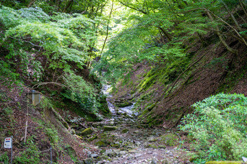 檜洞丸の初夏の登山道の風景 Scenery of the Hinodomaru trail in early summer