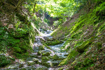 檜洞丸の初夏の登山道の風景 Scenery of the Hinodomaru trail in early summer