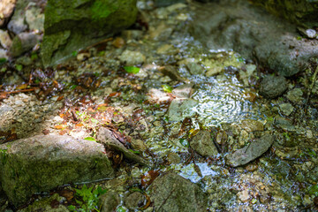 檜洞丸の初夏の登山道の風景 Scenery of the Hinodomaru trail in early summer